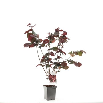 F1564 rode zeller   blad