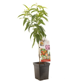 F1568 dwergnectarine   blad