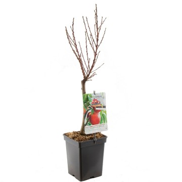 F1568 new etiket dwerg nectarine