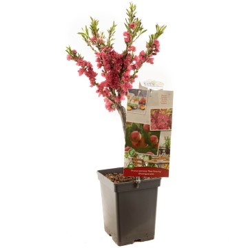 F1569 red peachy   bloesem