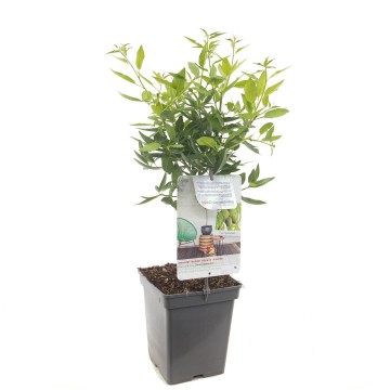 F1570 dwergamandel   blad