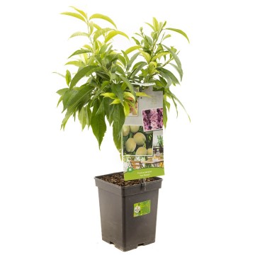 F1577 ice peach   blad 2