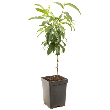 F1578 saturn   blad 2   no etiket