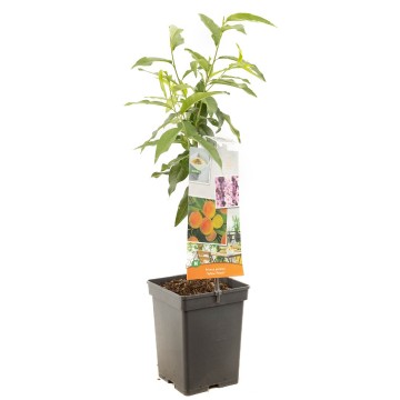 F1579 yellow peach   blad2