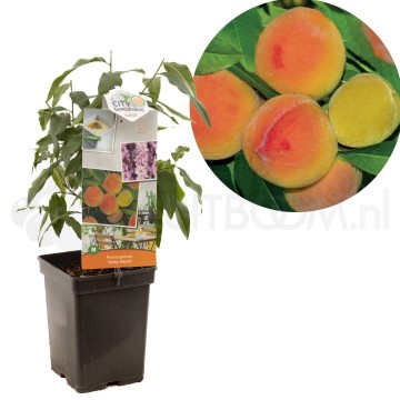 F1579 yellow peach 0