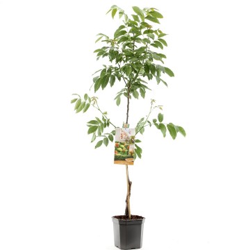 F1580 buccaneer   blad 1