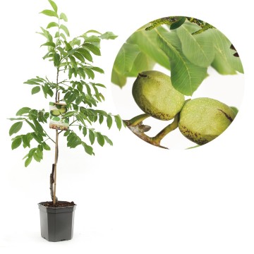 F1581 broadview   blad 0