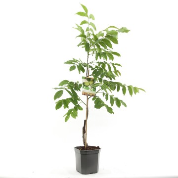 F1581 broadview   blad