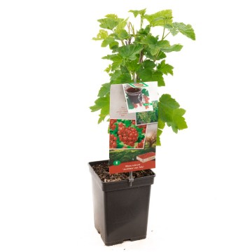 F1601 jonkheer van tets   blad 1