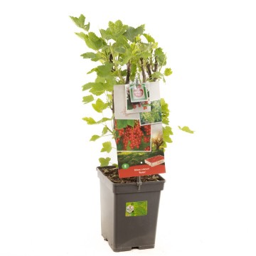 F1603 rolan   blad 1