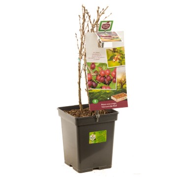 F1604 hinnonmaki rod 0