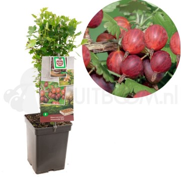 F1604 hinnonmaki rod 1