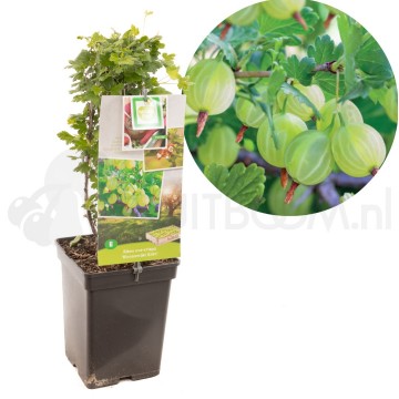 F1615 hinnonmaki gron 1