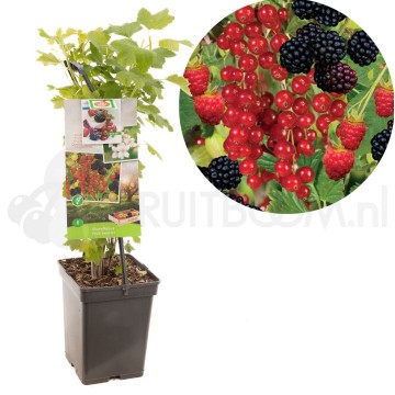 F1619 fruit kwartet 0