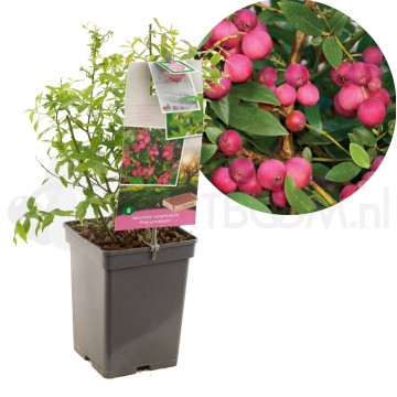 F1629 pink lemonade 0