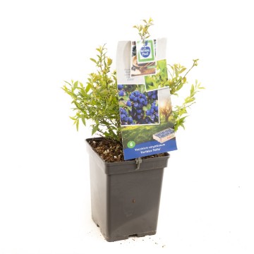 F1631 hortblue petite   blad