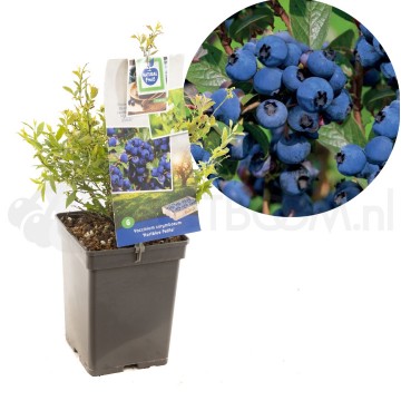 F1631 hortblue petite 0