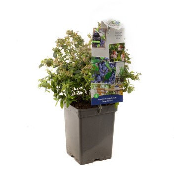 F1632 sunshine blue   blad