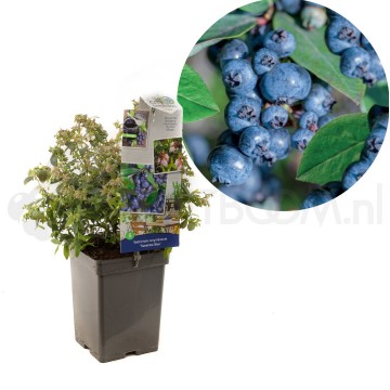 F1632 sunshine blue 0