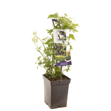 F1641 thornless evergreen   blad 1