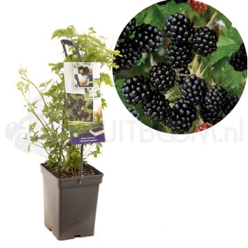 F1641 thornless evergreen 1