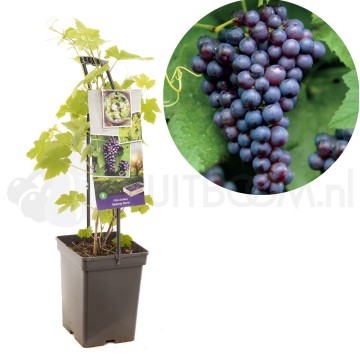 F1649 boskoop glorie 1