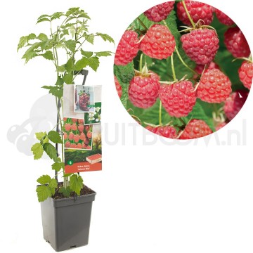 F1671 autumn bliss 0