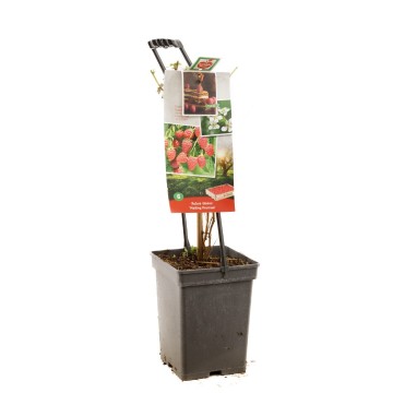 F1678 malling promise 0