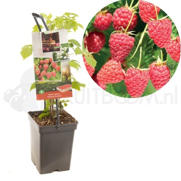 F1678 malling promise 1