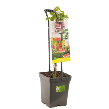 F1680 quatro framboos   blad 1