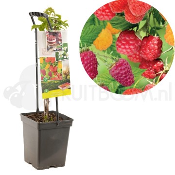 F1680 quatro framboos 0