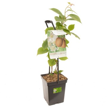 F1692 kiwi huwelijk   blad