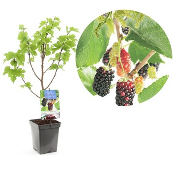 F1695 zwarte moerbei   blad 0