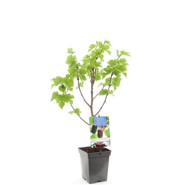 F1695 zwarte moerbei   blad