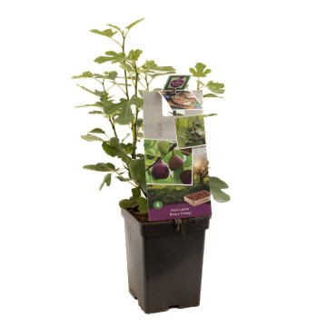 F1697 brown turkey   blad 1