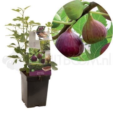 F1697 brown turkey 1