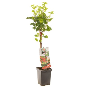 F2601 jonkheer van tets   blad 1