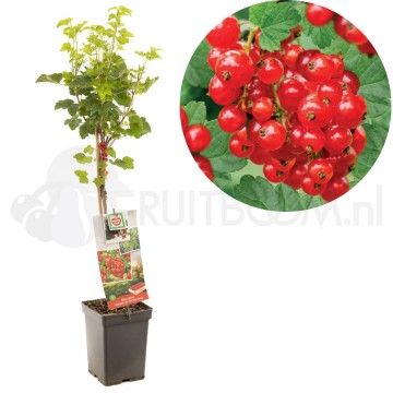 F2601 jonkheer van tets 0