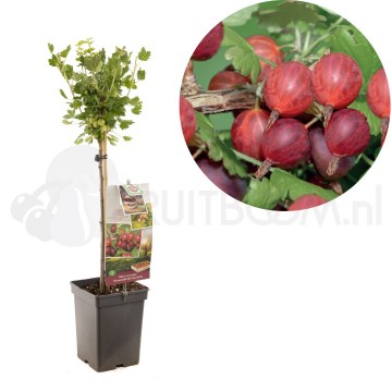 F2604 hinnonmaki rod 0