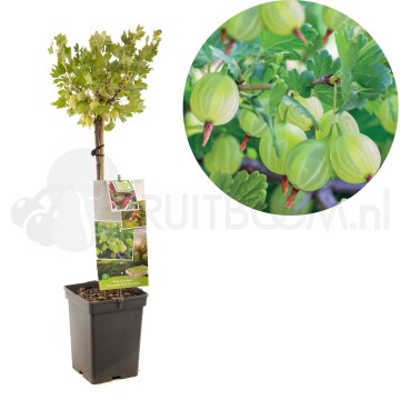 F2615 hinnonmaki gron 1