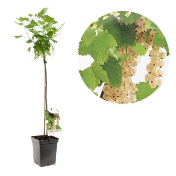 F2626 witte bes   blad