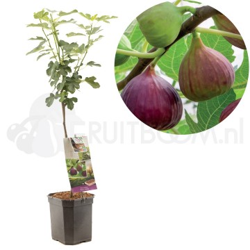 F2698 brown turkey op stam 60cm