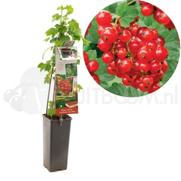 F3601 jonkheer v tets