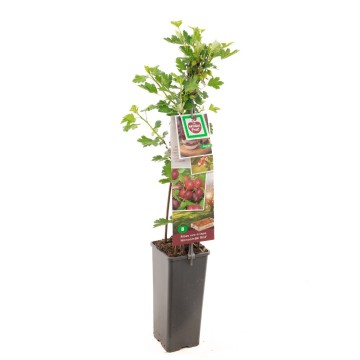 F3604 hinnonmaki rod   blad