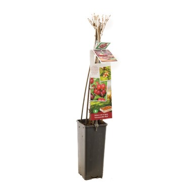 F3604 hinnonmaki rod 0