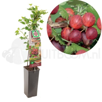 F3604 hinnonmaki rod 1