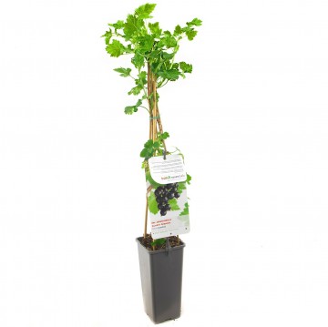 F3606 jostabes   blad