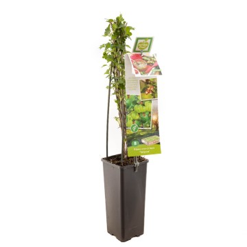 F3607 tatjana   blad