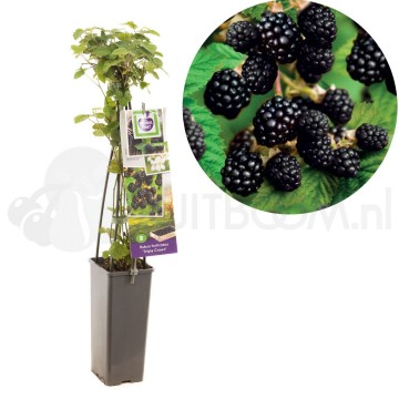 F3623 triple crown 1