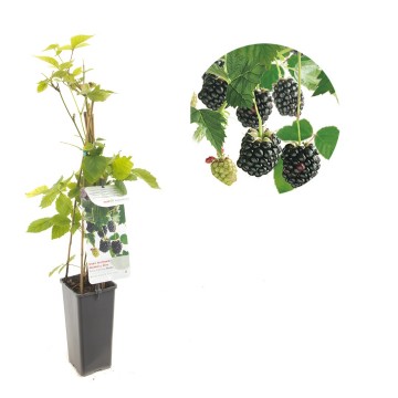 F3624 navaho   blad 0